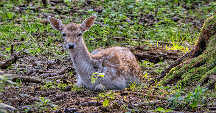 Fallow Deer Calf